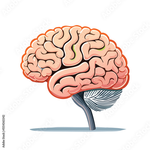 Detailed illustration of a human brain, showcasing its complex structure and various components.