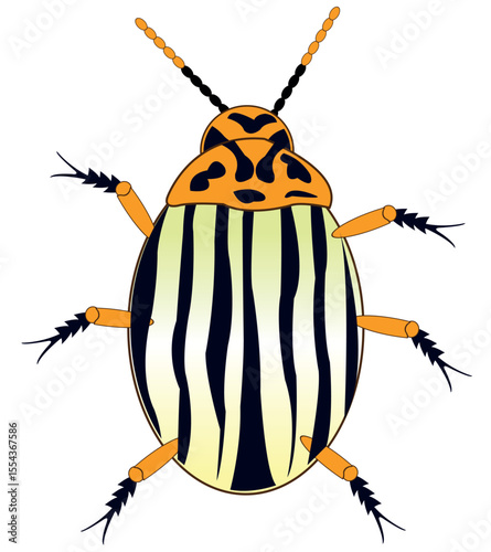 Insect potato bug on white background is insulated