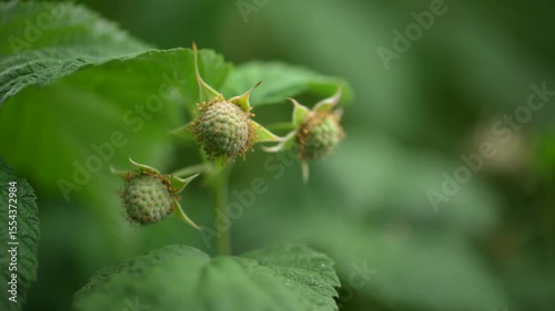 Green raspberry bushes with unripe green berries