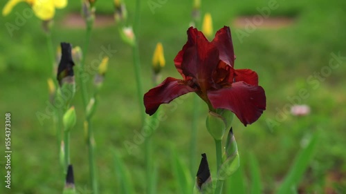 Iris flowers is blooming in the garden close up