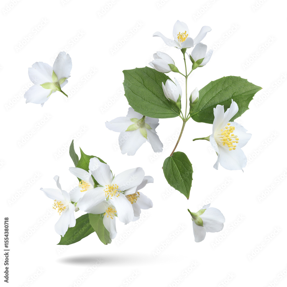 Obraz premium Beautiful jasmine flowers and green leaves falling on white background