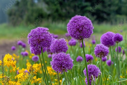 Vibrant Field of Blooming Allium Flowers in Rich Purple Spheroids Surrounded by Lush Greenery