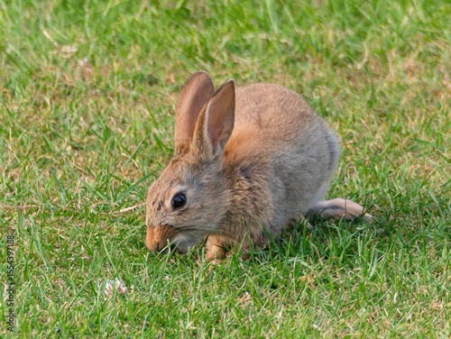 Wild baby rabbit in the grass, in sunlit, dreamy natural environment. Cute fluffy rabbit on green grass outdoors.