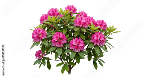 Pink rhododendron bush blooming in springtime isolated PNG with Transparent Background