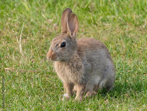 Wild baby rabbit in the grass, in sunlit, dreamy natural environment. Cute fluffy rabbit on green grass outdoors.