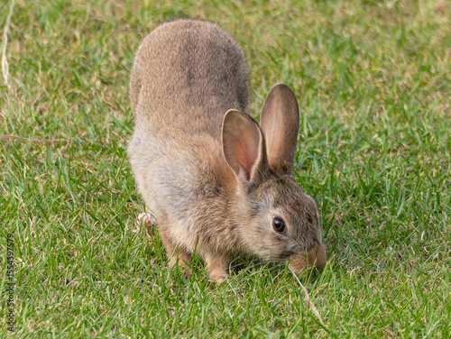 Wild baby rabbit in the grass, in sunlit, dreamy natural environment. Cute fluffy rabbit on green grass outdoors.