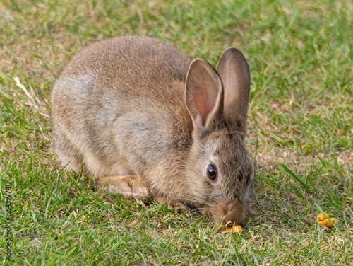 Wild baby rabbit in the grass, in sunlit, dreamy natural environment. Cute fluffy rabbit on green grass outdoors.