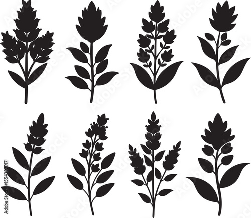 set of heather flower silhouette, black and white silhouette, vector and illustration