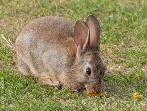 Wild baby rabbit in the grass, in sunlit, dreamy natural environment. Cute fluffy rabbit on green grass outdoors.