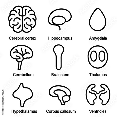 Brain Anatomy Icons. Outline icon set of brain anatomy: cerebral cortex, hippocampus, amygdala, cerebellum, brainstem, thalamus,