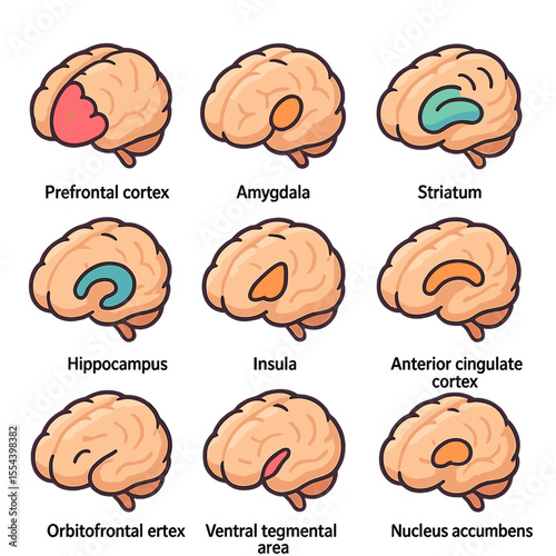 Brain Regions Icons Grid. Isometric Flat icon set of decision-making brain regions: prefrontal cortex, amygdala, striatum,