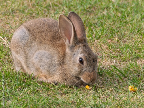 Wild baby rabbit in the grass, in sunlit, dreamy natural environment. Cute fluffy rabbit on green grass outdoors.