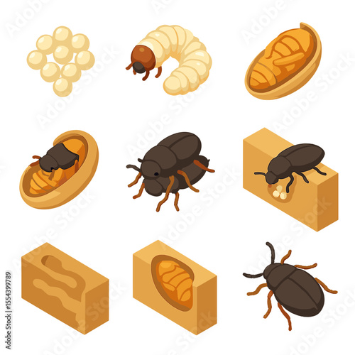 Beetle Life Cycle Icons. Isometric Flat icon set of beetle life cycle stages: egg cluster, larva grub, pupa cocoon, emerging adult