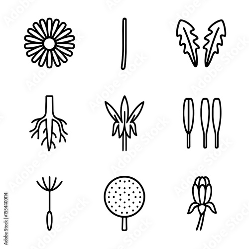 Dandelion Anatomy Icons. Outline icon set of dandelion anatomy: flower head, stem, leaves, taproot, bracts, petals, pollen, seed