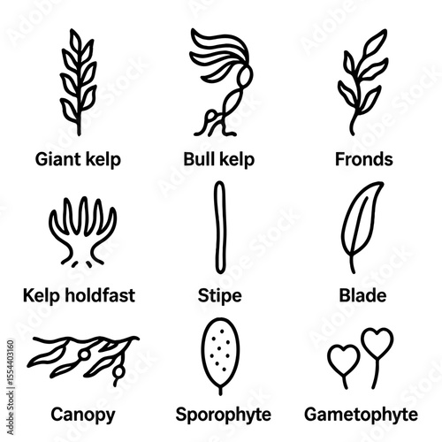 Kelp Forest Icons. Outline icon set of kelp forest components: giant kelp, bull kelp, kelp holdfast, stipe, frond, blade, canopy,