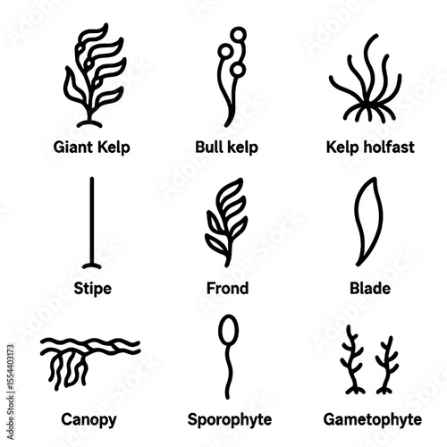 Kelp Forest Icons. Outline icon set of kelp forest components: giant kelp, bull kelp, kelp holdfast, stipe, frond, blade, canopy,