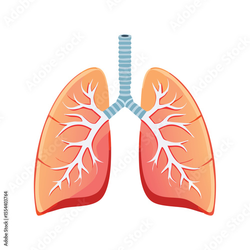 Vector Illustration of a Lung with Bold Black Outlines and Flat Colors – Modern Graphic Style Depicting Human Respiratory System in Clean and Minimalist Design
