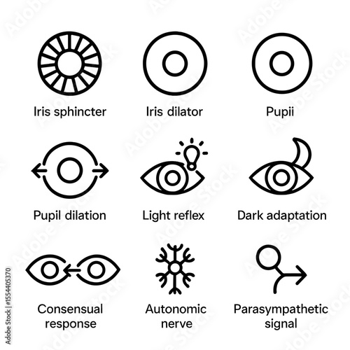 Pupil Response Icons. Outline icon set of pupillary responses: iris sphincter, iris dilator, pupil constriction, pupil dilation,