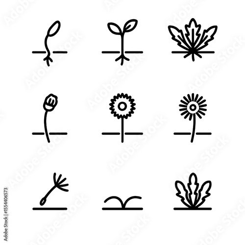 Dandelion Life Cycle Icons. Outline icon set of dandelion lifecycle: seed germination, seedling, rosette leaf, budding, flowering,