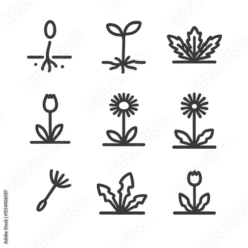 Dandelion Life Cycle Icons. Outline icon set of dandelion lifecycle: seed germination, seedling, rosette leaf, budding, flowering,