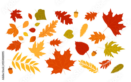 autumn leaves on white background