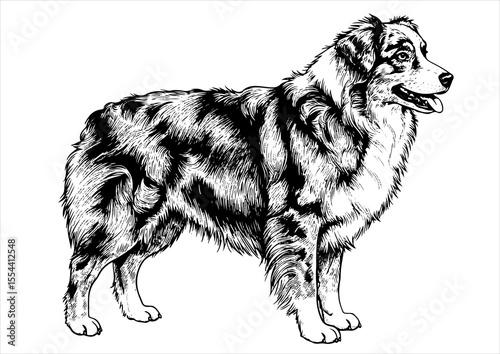 Australian Shepherd dog pet portrait engraving intricate retro hand drawn style line art black and white vector illustration, isolated on white background
