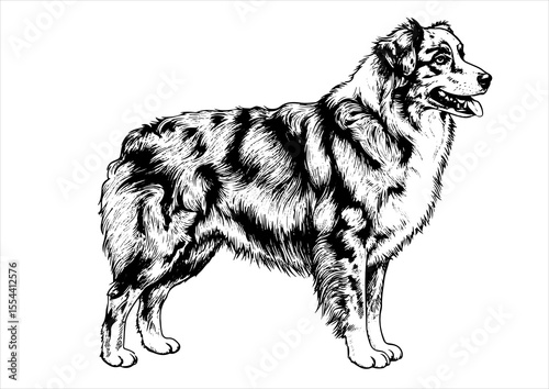Australian Shepherd dog pet portrait engraving intricate retro hand drawn style line art black and white vector illustration, isolated on white background
