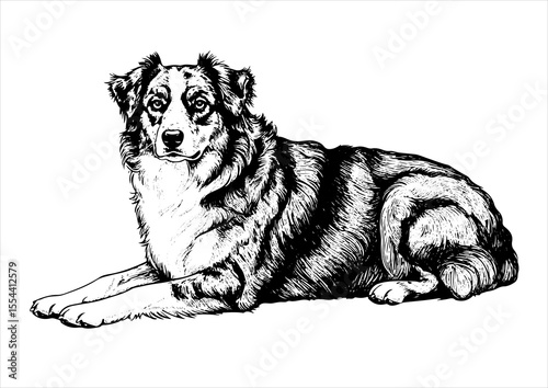 Australian Shepherd dog pet portrait engraving intricate retro hand drawn style line art black and white vector illustration, isolated on white background
