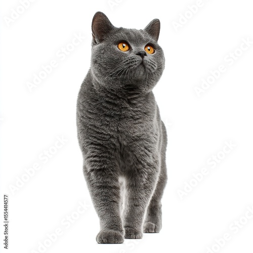 A british shorthair cat stands confidently, showing its full body isolated on a white background