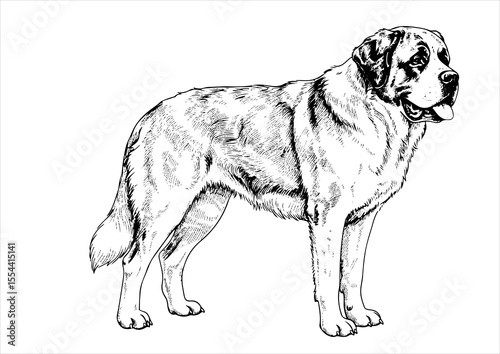 Saint Bernard dog pet portrait engraving intricate retro hand drawn style line art black and white vector illustration, isolated on white background
