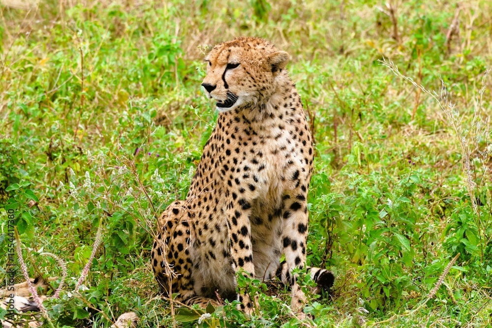 Fototapeta premium A grace Cheetah in Ndutu