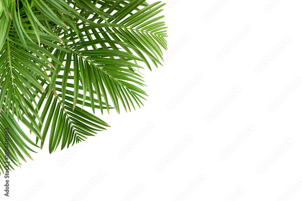 Green palm leaf isolated on white background Green palm leaf isolated on white background