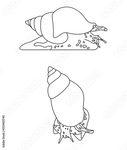  Gastropods Common Whelk