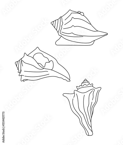 Knobbed-Whelk