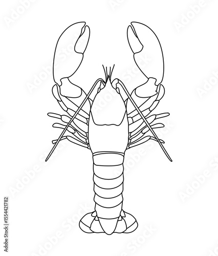  Lobster American Lobster