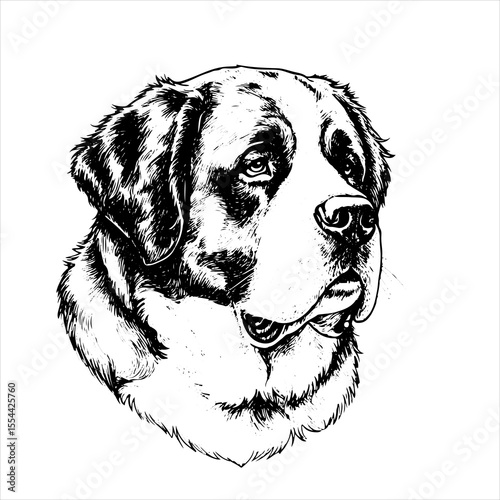 head Saint Bernard dog pet portrait engraving intricate retro hand drawn style line art black and white vector illustration, isolated on white background
