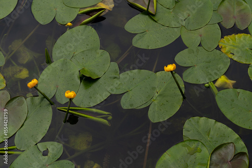 Lily pads floating over a lake surface