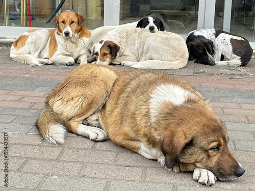 Five resting big dog outdoors