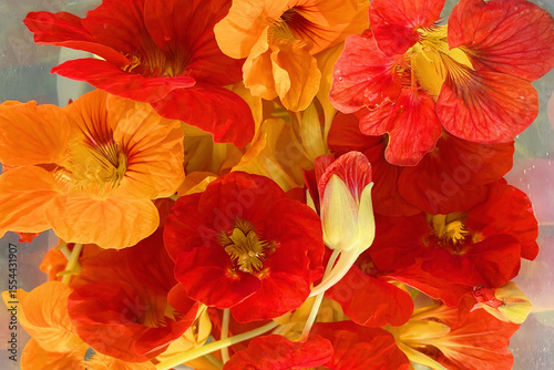 Vibrant orange Nasturtium flowers. Tropaeolum majus in plate