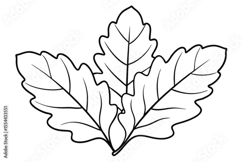 Elegant Oak Leaves Illustration Nature's Graceful Design