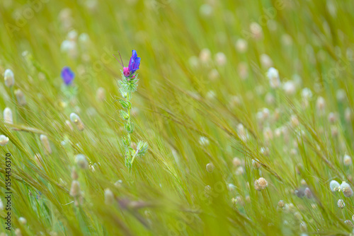 Paisaje floral primavera