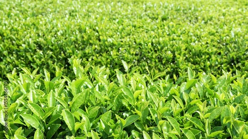 Fresh vibrant green tea leaves glistening under soft natural light.