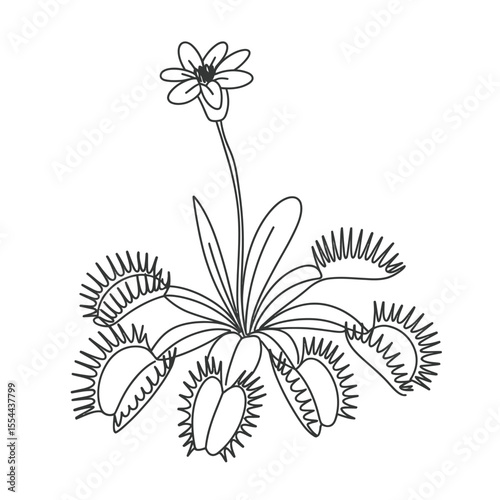 Venus Flytrap Line Art Illustration with Flower and Traps