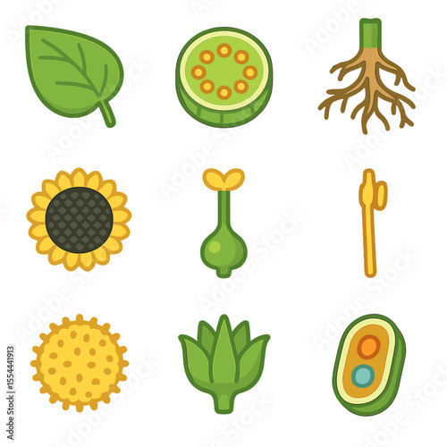 Sunflower Anatomy Icons. Isometric Flat icon set of sunflower anatomy: leaf, stem cross-section, root, seed head, pistil, stamen,
