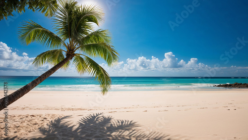Lone palm tree casting shadow on tropical sandy beach