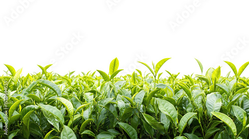 Close-up of lush green tea leaves on transparent PNG