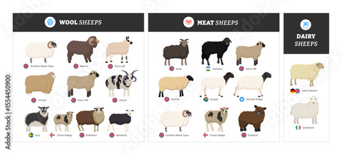 Different types of sheep set collection infographic guide catalog by wool, meat and dairy production, breeds of domestic sheep cartoon, dairy farming, lamb sheep vector illustration, education poster 