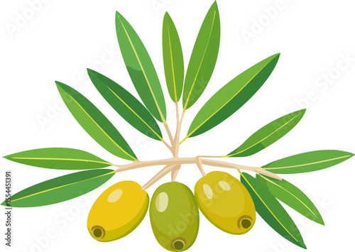 vector illustration of olive branch