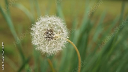Macro view of a fragile dandelion against a soft green background.