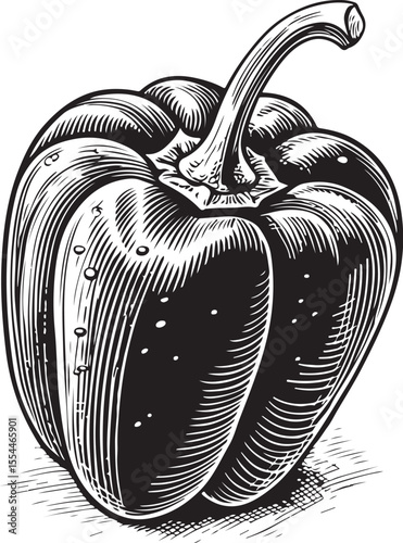 Bellpepper Vector Illustration, Sketch Drawing Line Linear Symbol Icon Engraving Coloring Book, Hand-drawn Black and White Isolated